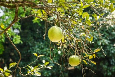 Green grapefruit on a tree branch Stock Photos