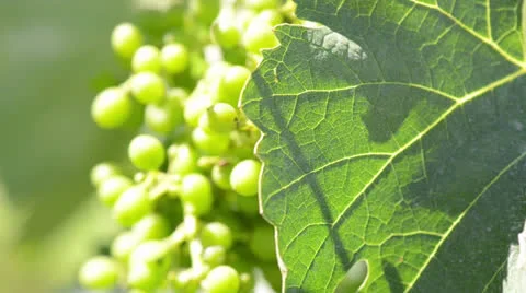 Green Grapes and Grape Leaf Blowing in the Wind Stock Footage 24949151