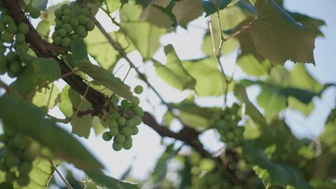Green grapes and leafs Stockbeeldmateriaal 89342709