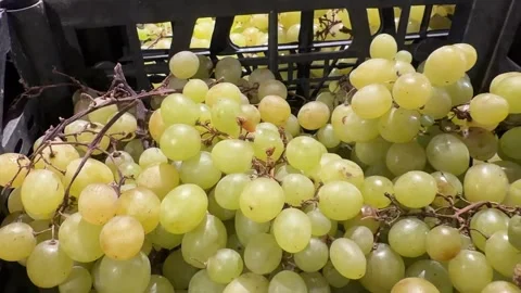 Green Grapes in Black Crates Stock Footage 345932047