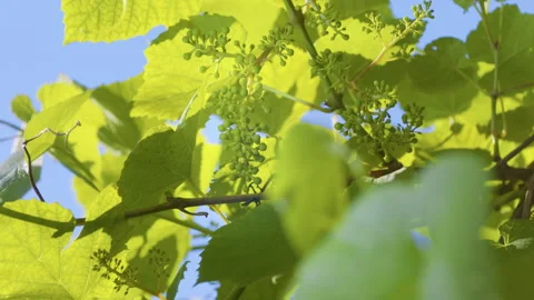 Green grapes on a branch. Young grape. Video stock 204564704