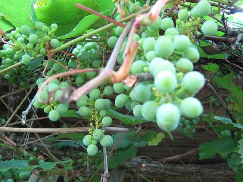 Green grapes on branches Stock Photos