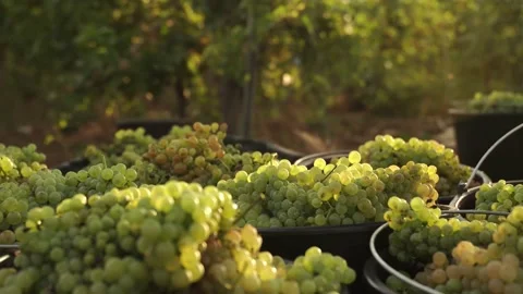 Green Grapes Bunch Collected in Bucket at Sunset Autumn Harvest Time Wine Making Video stock 140502579