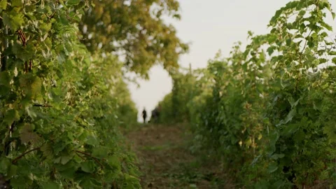 Green Grapes Bunch Collected in Bucket at Sunset Autumn Harvest Time Wine Making Stock-Footage 140502676