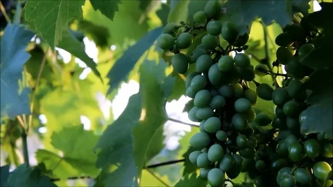 Green grapes on the bush Stock Footage 77862141