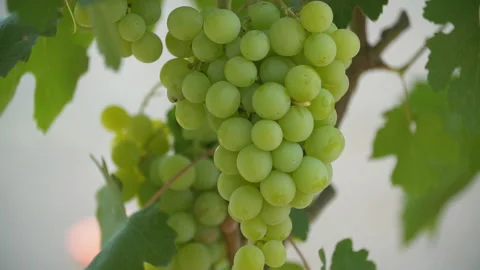 Green grapes close up Stock Footage 114733416