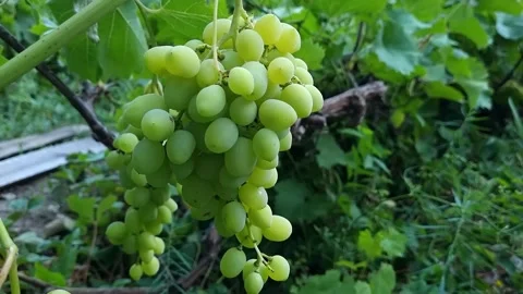 Green Grapes Close-Up In The Garden Stock Footage 280640198