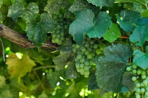 Green grapes close up Stock Photos