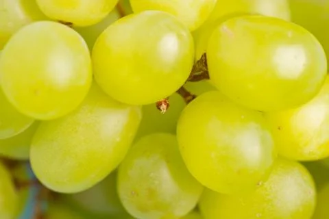 Green grapes close up Stock Photos