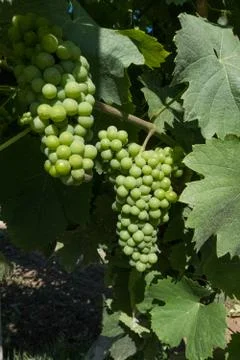 Green grapes close-up view. Stock Photos