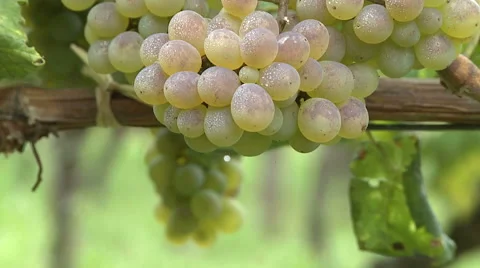Green grapes close-up from a vineyard. Stock Footage 63365318
