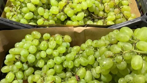Green Grapes in Crates Stock Footage 345932052