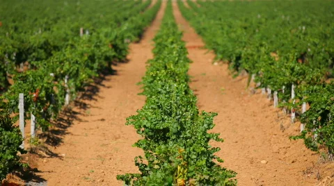 Green grapes Stock Footage 852197