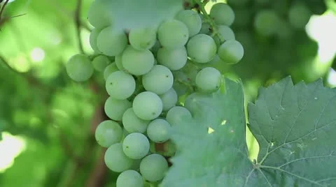 Green grapes Stock Footage 11524754