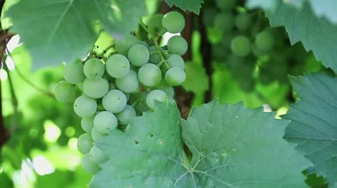 Green grapes Stock Footage 11524779