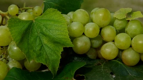 Green grapes Stock Footage 41921418
