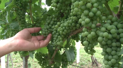 Green grapes Stock Footage 52818023