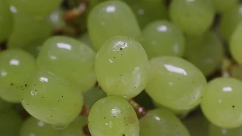 Green grapes. Stock Footage 122906437