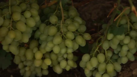 Green grapes Video stock 164869472