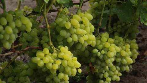 Green grapes Video stock 164869567