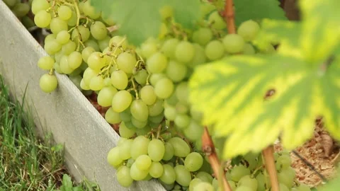 Green grapes Video stock 164869601