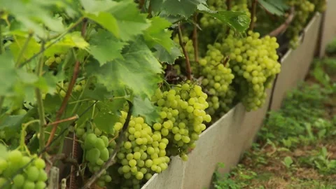 Green grapes Video stock 164869654
