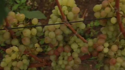 Green grapes Video stock 164869657