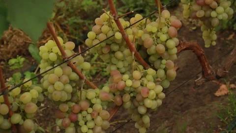 Green grapes Video stock 164869666
