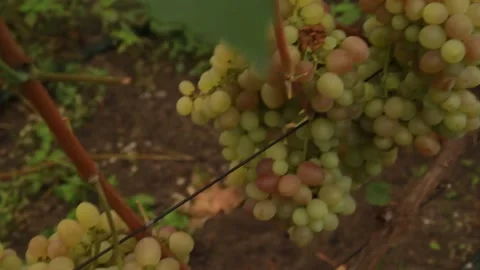 Green grapes Video stock 164869669