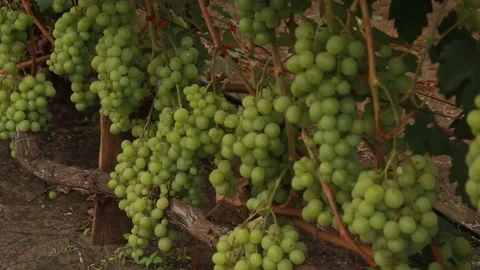 Green grapes Video stock 164869677