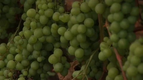 Green grapes Video stock 164869708