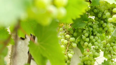 Green Grapes Stock Footage 204996899