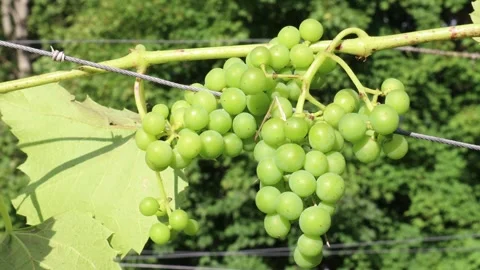 Green grapes. Stock Footage 247017391