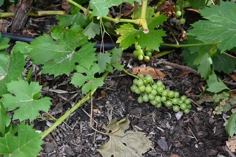 Green grapes on a grapevine Stock-Fotos