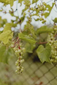 Green grapes on a grapevine Stock Photos