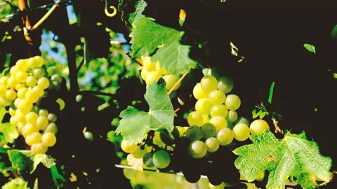 Green  grapes in green vineyard Video stock 160955010