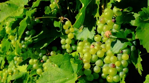 Green  grapes in green vineyard Stock Footage 160956876