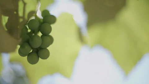Green grapes growing 库存影片 89342754