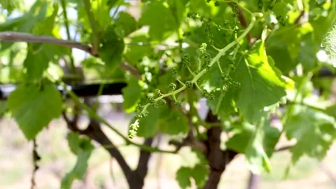 Green Grapes growing Stock Footage 288218317