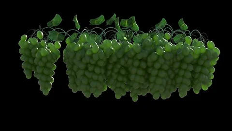 Green Grapes Growth Vídeos de archivo 104599550