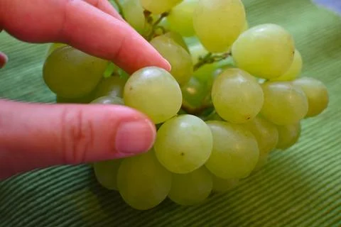Green Grapes in Hand Close-Up, Fresh Harvest and Natural Food Concept Fotos Stock