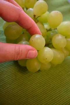 Green Grapes in Hand Close-Up, Fresh Harvest and Natural Food Concept Fotos Stock
