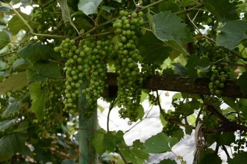 Green grapes hanging on the branches and unripe green grapes Stock Photos