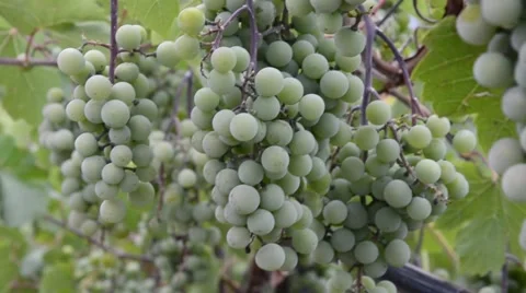 Green grapes hanging in vineyard Stock Footage 51367642
