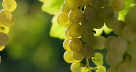 Green grapes hanging in the vineyard Stock Footage 143530294