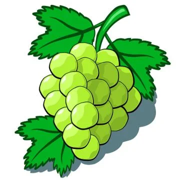 Green Grapes Illustrazione stock