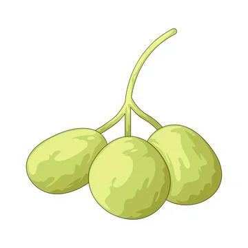 Green grapes illustration Stock Illustration