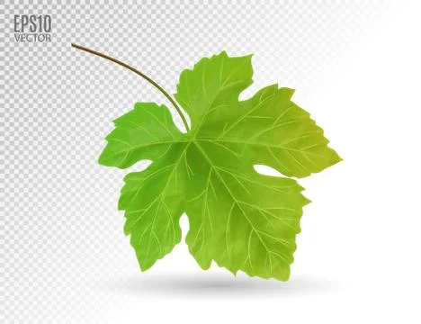 Green grapes leaves. Realistic vector, 3d Stock Illustration