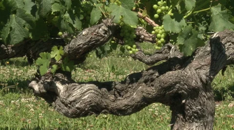 Green grapes on old trunk Video stock 51169170