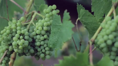 Green grapes in the orchard . Video stock 52925977